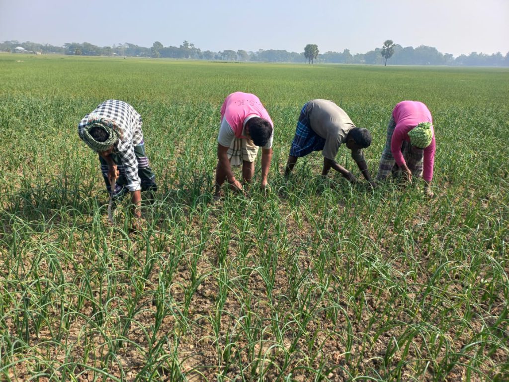 হালি পেঁয়াজ পরিচর্যায় ব্যস্ত সময় পার করছেন চাষি