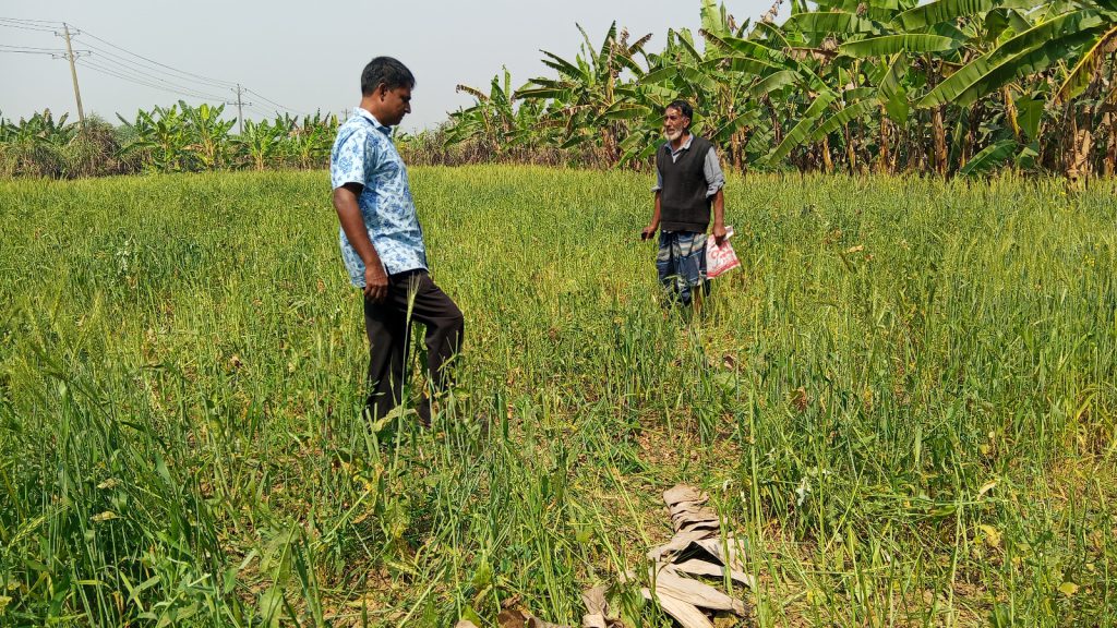 ফরিদপুরে কৃষকের ফসলের ক্ষেত বিনষ্ট করে দেয়ার অভিযোগ