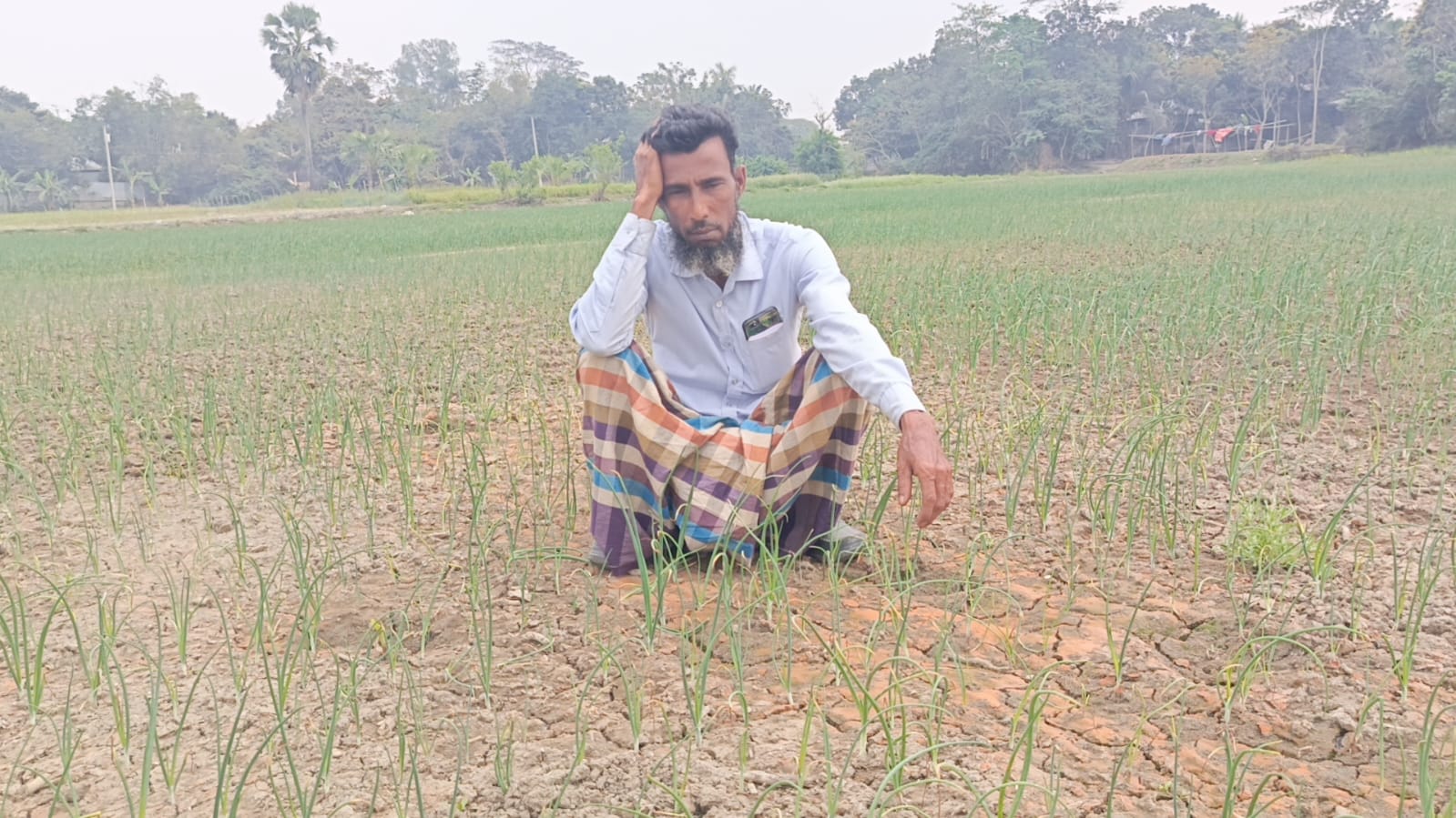 সালথায় জমি বর্গা না দেওয়ায় বিষ দিয়ে পেঁয়াজের চারা বিনষ্ট করার অভিযোগ
