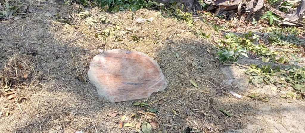 ফরিদপুরে সরকারি গাছ কেটে নিলেন আওয়ামী লীগ নেতা