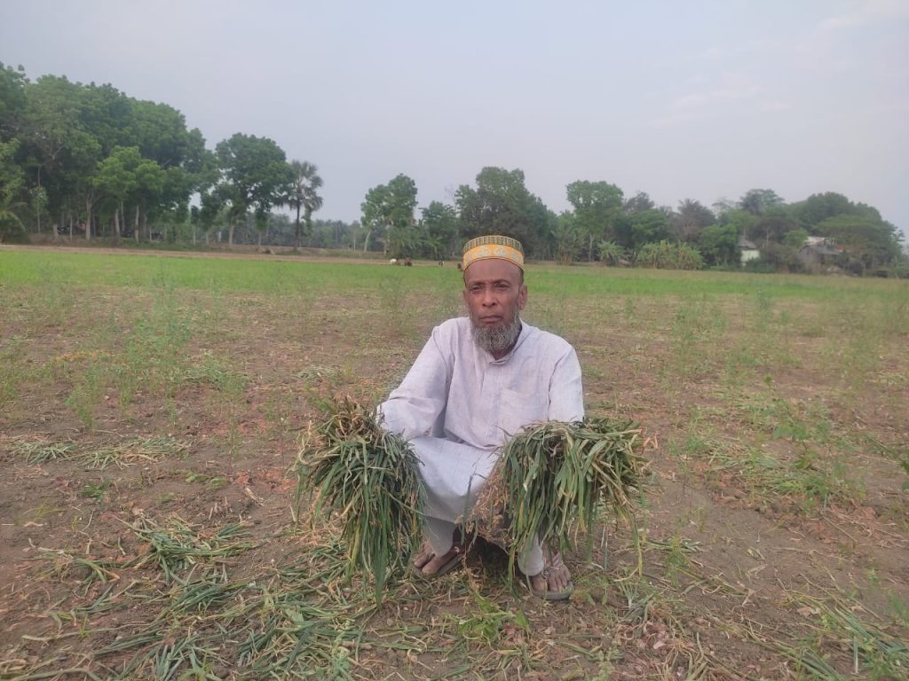 বোয়ালমারীতে বিএনপি নেতার বিরুদ্ধে দরিদ্র কৃষকের জমির পেঁয়াজ তুলে নেওয়ার অভিযোগ