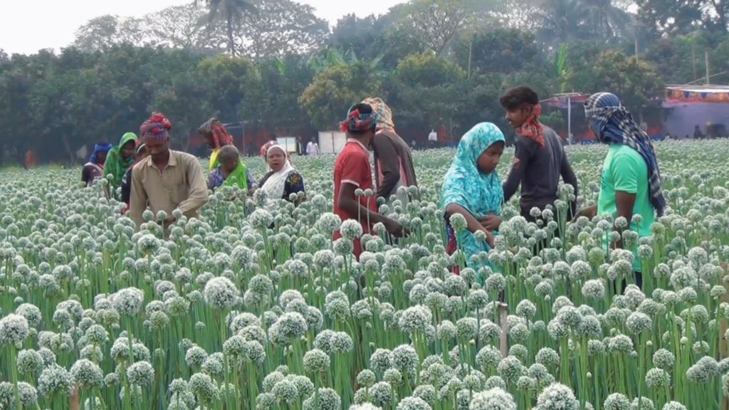 ফরিদপুরে পেঁয়াজ বীজের রেকর্ড উৎপাদন, কৃষকের মুখে হাসি