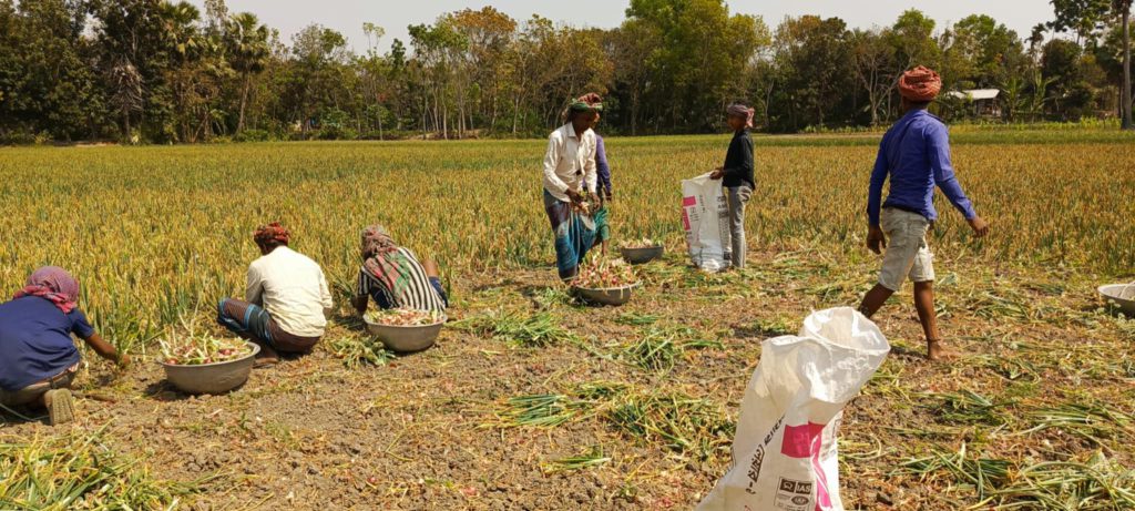 পেঁয়াজের দাম নিয়ে দুশ্চিন্তায় সালথার চাষিরা