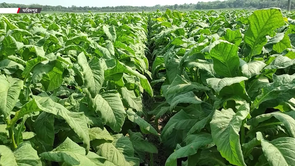 ফরিদপুরে ধান-সবজির জমি এখন তামাকের দখলে!