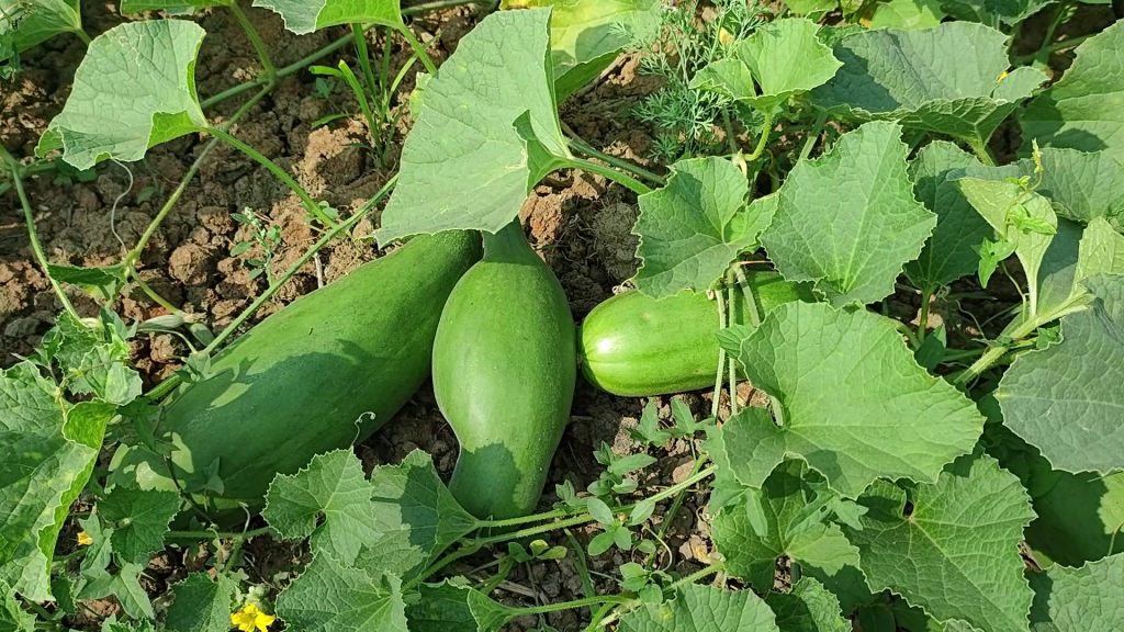 লালমিতে হাসছে ফরিদপুরের কৃষক, ৪৫ কোটি বাণিজ্যের টার্গেট!
