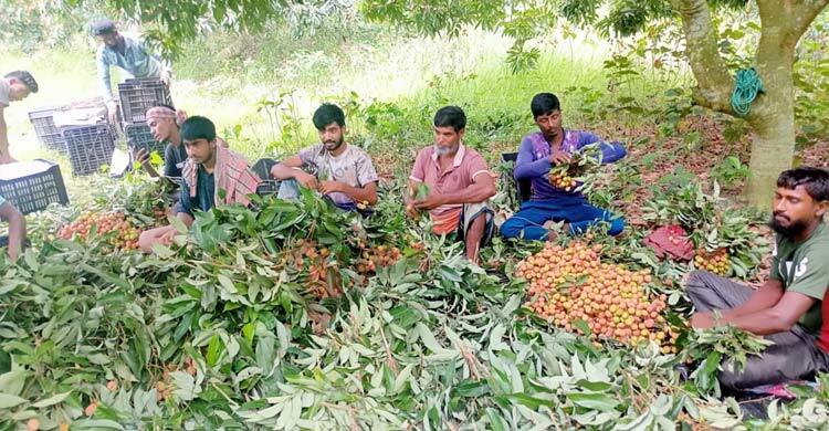 ফরিদপুরে তীব্র খরায় লিচুর ফলন বিপর্যয়, লোকসানে চাষিরা