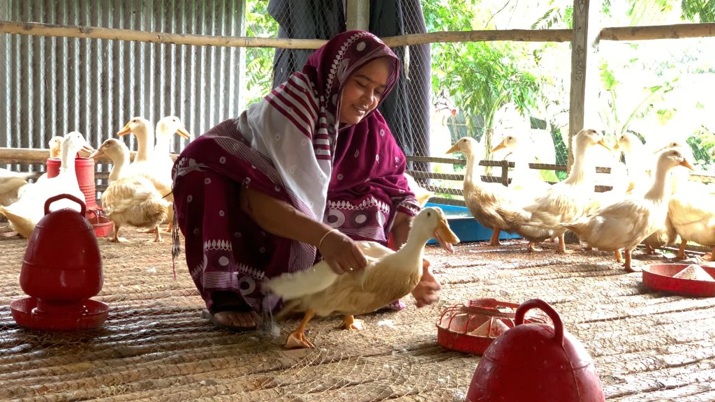 মুরগির শেডে লাভজনক হাঁস পালন, ফরিদপুরে পিকিং স্টার ১৩’ হাঁস এখন নতুন সম্ভাবনা