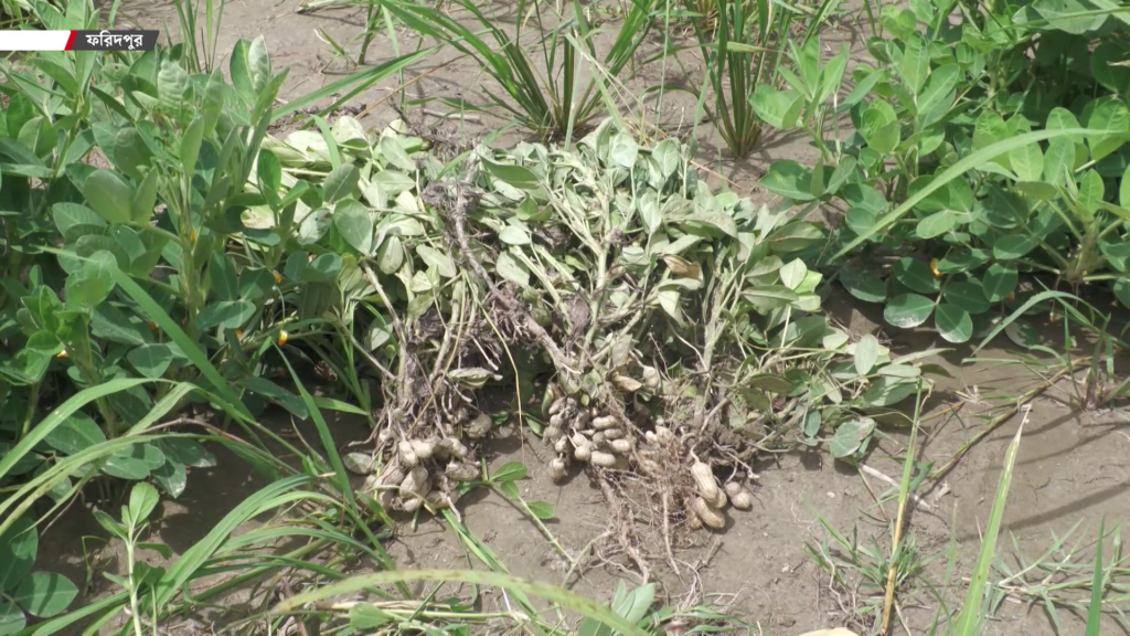 ফরিদপুরে পদ্মার বুকে বাদাম চাষ, বিঘায় আয় ৪০ হাজার