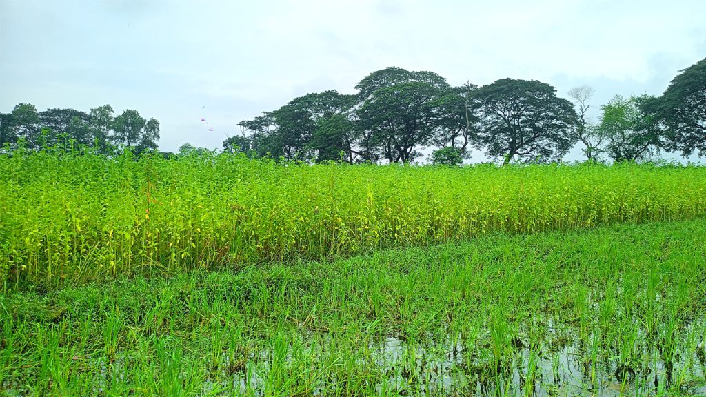 ভারি বৃষ্টিতে ডুবছে পাটক্ষেত, ফরিদপুরে দুশ্চিন্তায় কৃষকরা