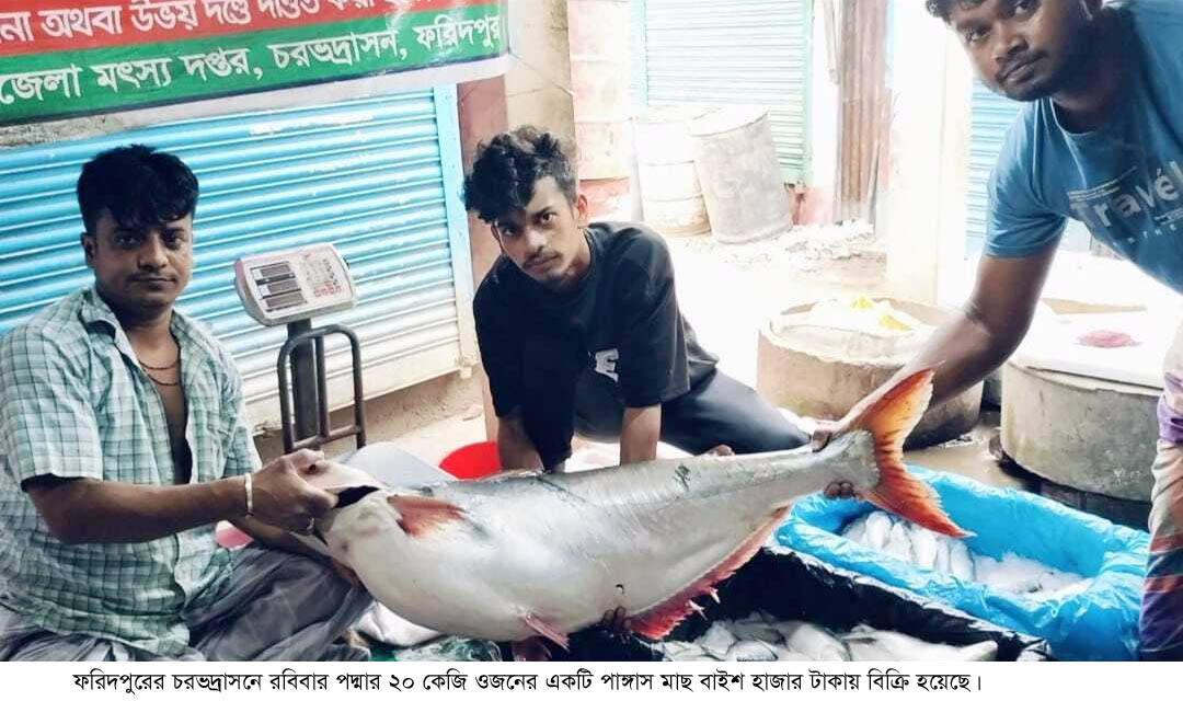 চরভদ্রাসনে পদ্মার ২০ কেজি ওজনের পাঙ্গাস মাছ বাইশ হাজার টাকায় বিক্রি