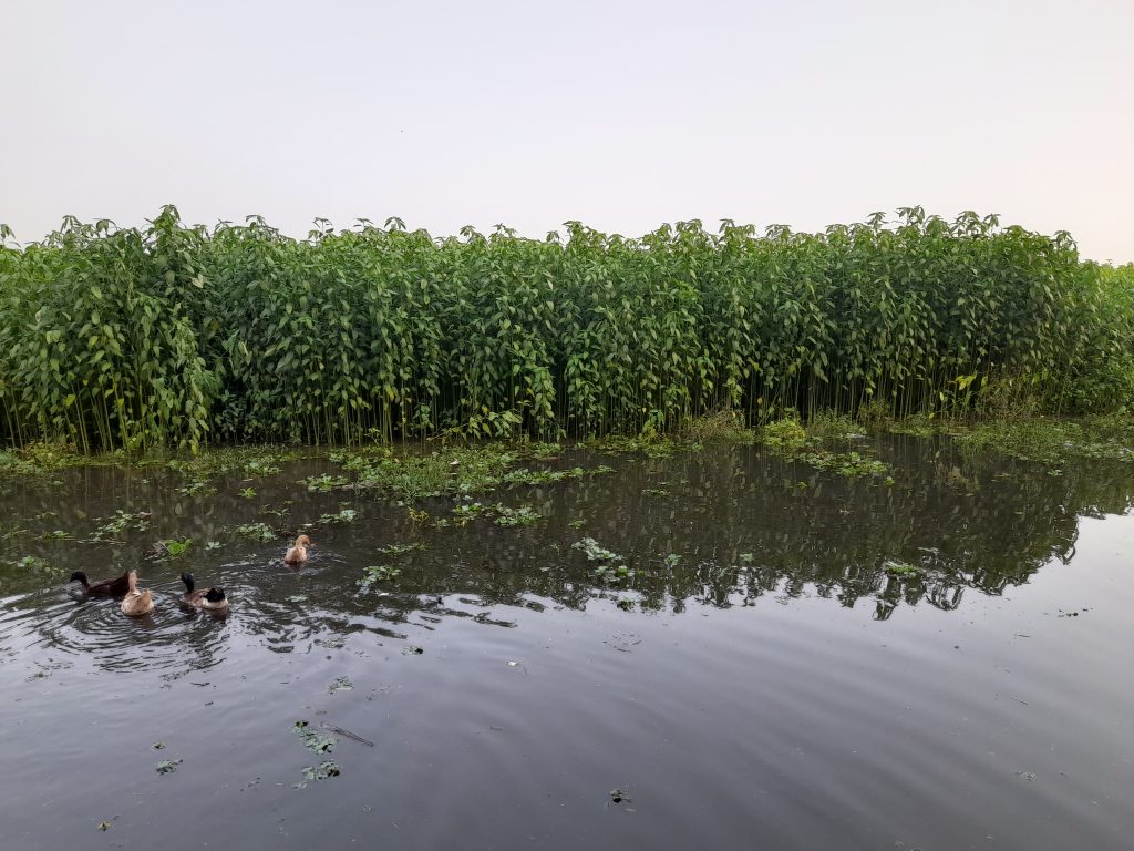 সালথায় অপরিপক্ক পাটে জমছে বৃষ্টির পানি, কৃষকের মাথায় হাত!