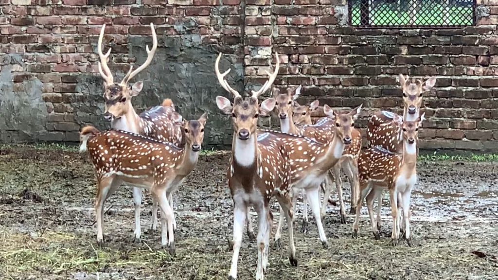 ফরিদপুরের সোনালী হরিণের গল্প: শখ থেকে স্বপ্নের পথে