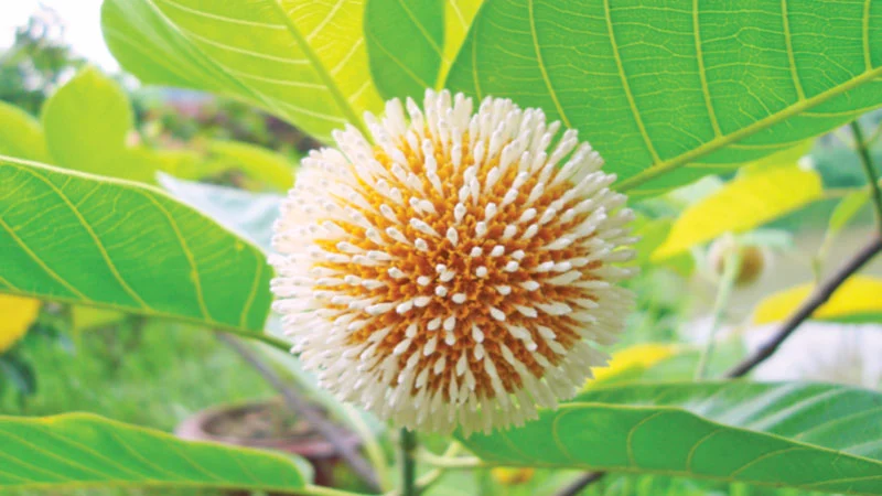 আষাঢ় এলো, শুরু হলো বাদল ঝরা দিন