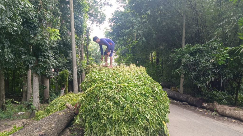 সালথায় পানির অভাবে পাট জাগ দেওয়া নিয়ে শঙ্কায় চাষীরা