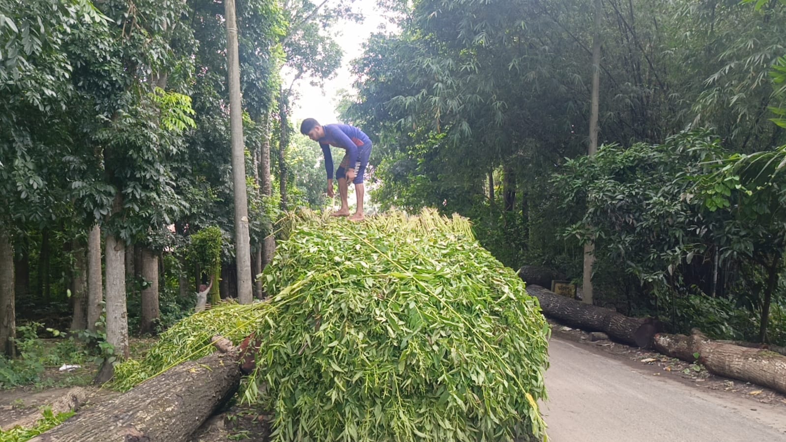 সালথায় পানির অভাবে পাট জাগ দেওয়া নিয়ে শঙ্কায় চাষীরা