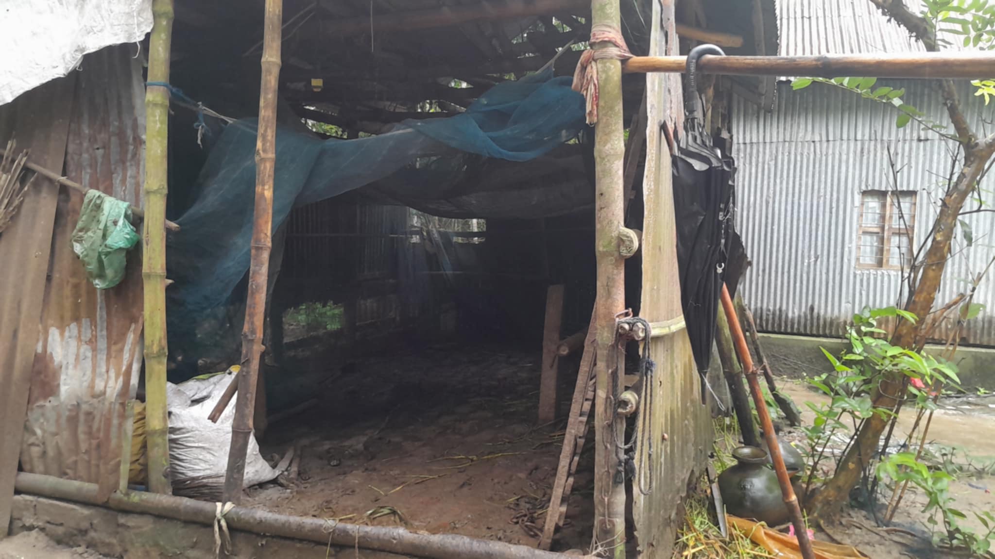 সালথায় গরু চুরির হিড়িক, সর্বস্বান্ত হচ্ছেন কৃষক ও খামারিরা