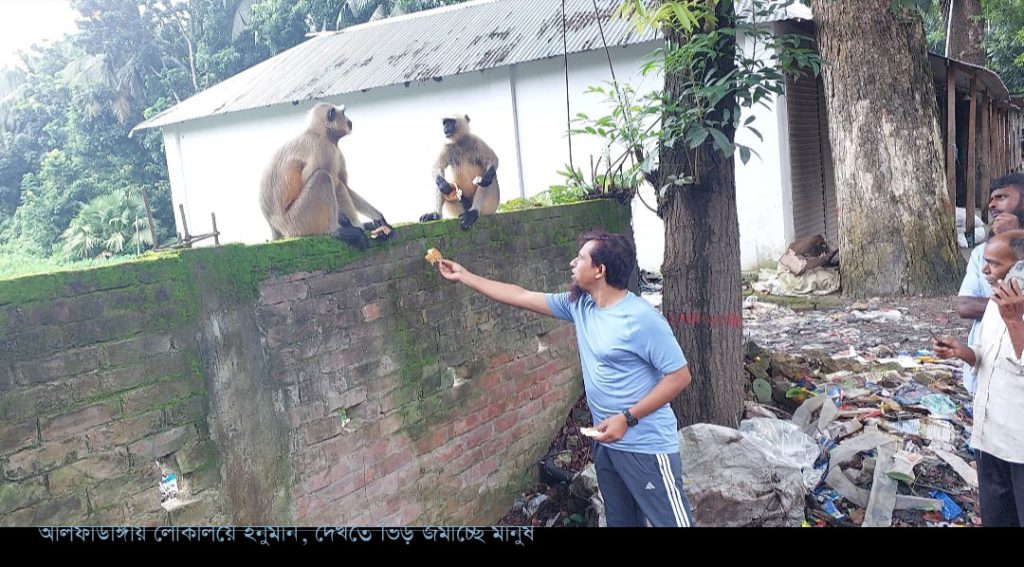 ফরিদপুরের লোকালয়ে হনুমান, মানুষের সঙ্গে গড়ছে সখ্যতা