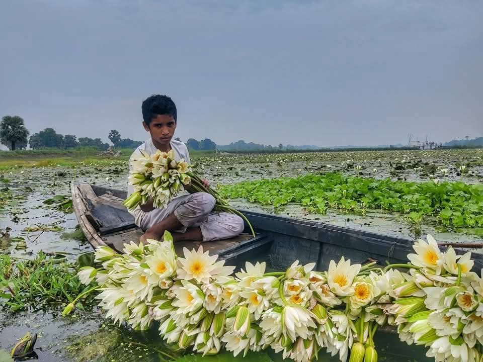 সালথার খোয়াড় গ্রামে শাপলার নয়নাভিরাম সৌন্দর্য, দেখতে দর্শনার্থীদের ভিড়