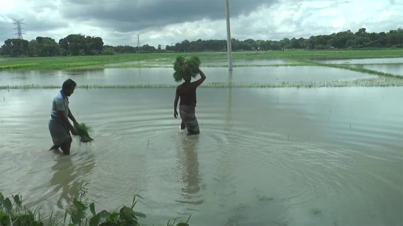 অতিবৃষ্টিতে ফরিদপুরে ফসলের মাঠে জলাবদ্ধতা, ব্যাপক ক্ষতির শঙ্কা মরিচ ও সবজির