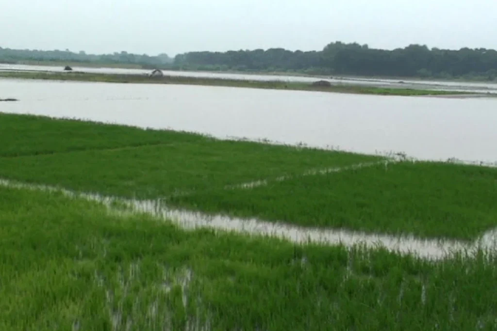 ফরিদপুরে জলাবদ্ধতায় বিপাকে তিন হাজার কৃষক