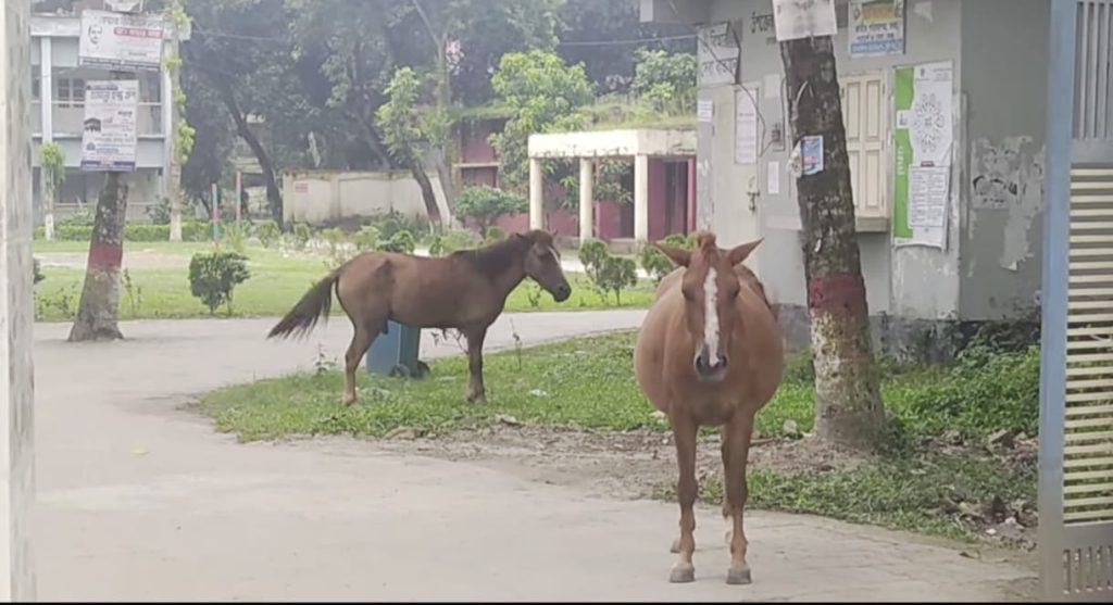 ফরিদপুরে পাগলা ঘোড়ার কামড়ে আহত ২০