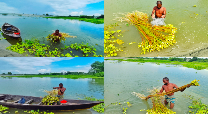 শাপলার হাসিতে বাঁচে ভ্যানচালক হাফিজুরের সংসার