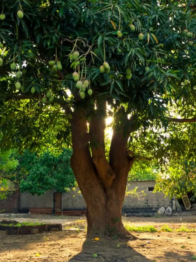 সালথায় আম গাছে ঝুলছিল যুবকের লাশ