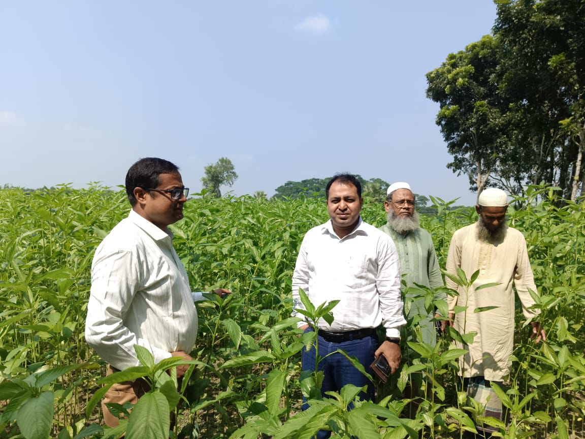 পাটবীজ চাষে সাফল্যের মুখ দেখছে সালথার পাটবীজ চাষিরা