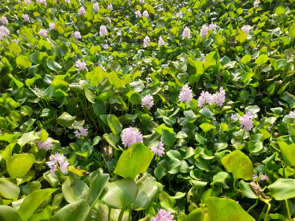 ফরিদপুরের খাল-বিলে সৌন্দর্য ছড়াচ্ছে কচুরিপানার ফুল