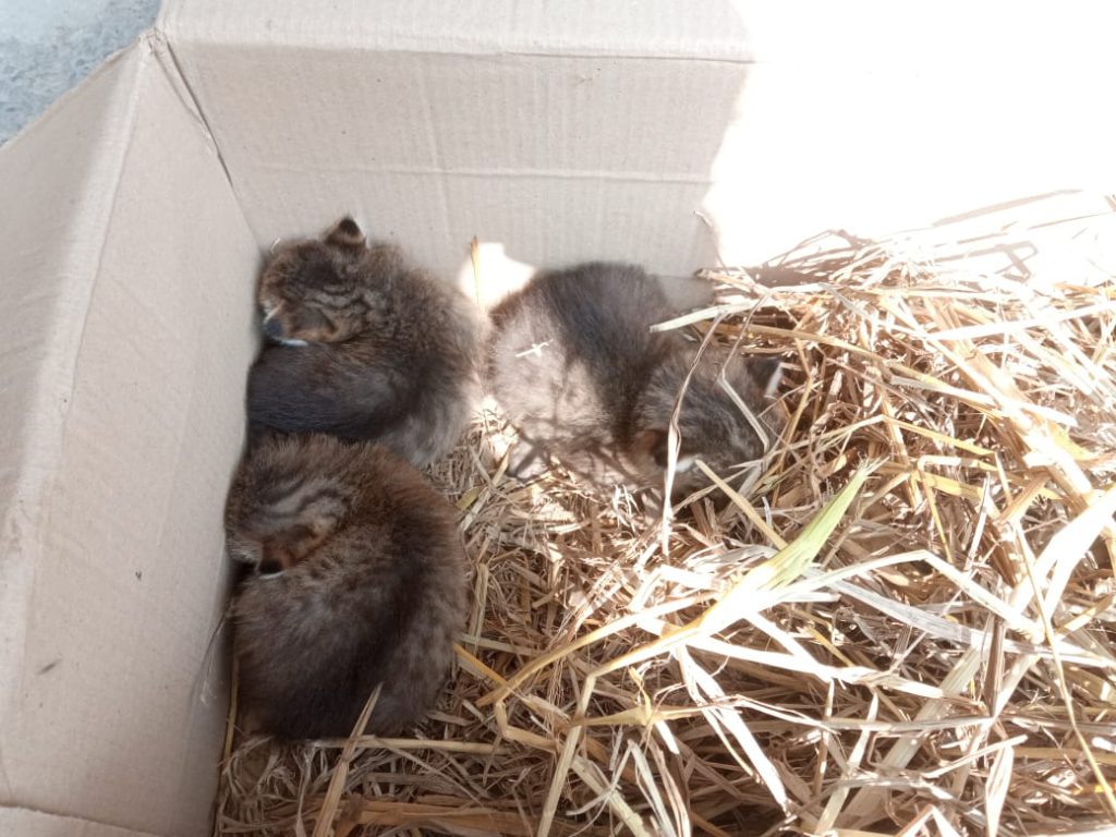 সালথায় ধানক্ষেত থেকে মেছো বিড়ালের তিনটি বাচ্চা উদ্ধার