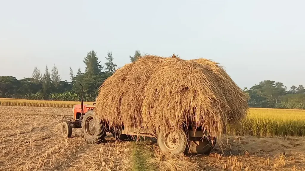 ফরিদপুরে ধানের চেয়ে খড়ের ‘দাম বেশি’, গো-খাদ্যের সংকটে বিপাকে কৃষক