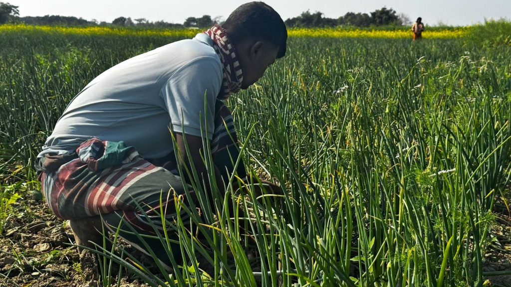 পদ্মা পাড়ে আগাম পেঁয়াজ চাষে বদলাচ্ছে ফরিদপুরের চরাঞ্চলের অর্থনীতি
