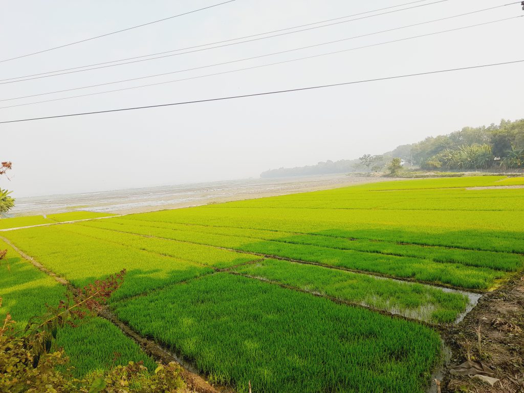 ফরিদপুরে সবুজে ফিরছে বরো ধান, মাঠে মাঠে আশার বার্তা