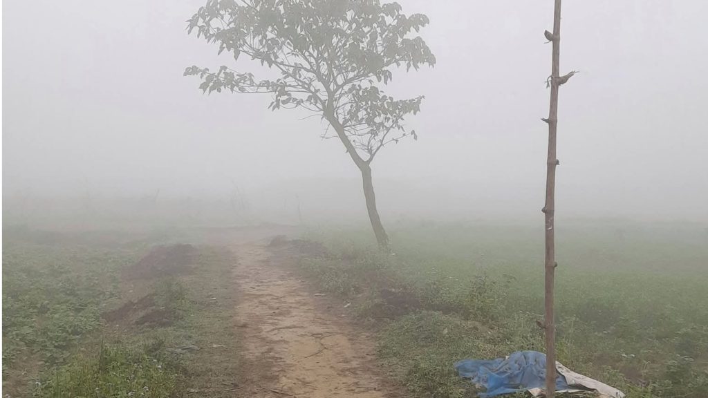 কুয়াশার ঘেরাটোপে ফরিদপুরের মাঠ-ঘাট, বাড়ছে ফসল ক্ষতির আশঙ্কা