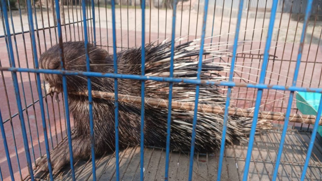 অবশেষে মুক্তি মিলল! ভাঙ্গায় নির্মাণাধীন ভবনের গর্ত থেকে উদ্ধার সজারু