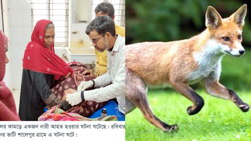 চরভদ্রাসনে ফসল তুলতে গিয়ে শিয়ালের আক্রমণ, রক্তাক্ত হলো নারীর মুখ