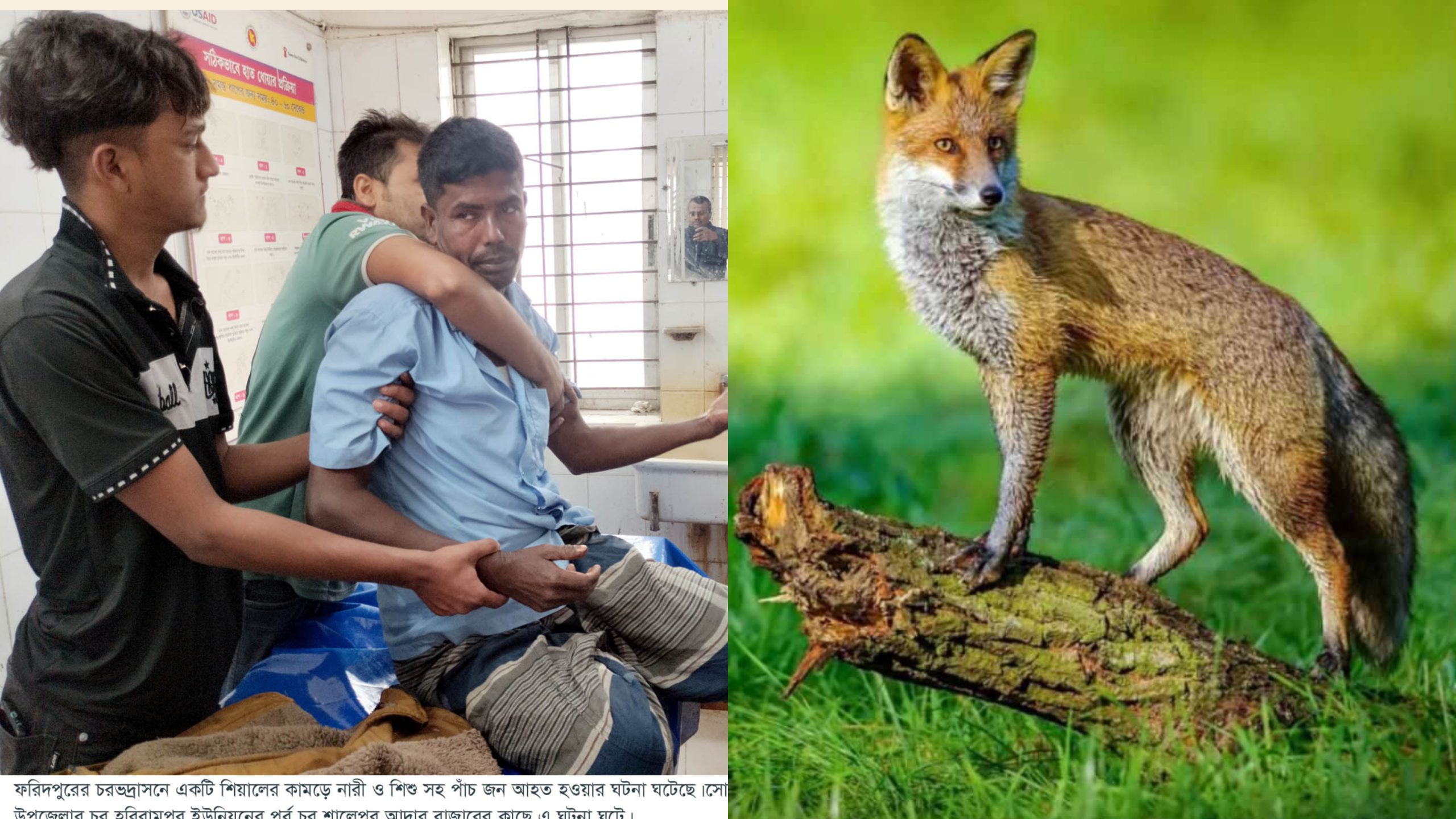 চরভদ্রাসনে শিয়ালের হিংস্র হামলা: নারী–শিশুসহ পাঁচজন হাসপাতালে