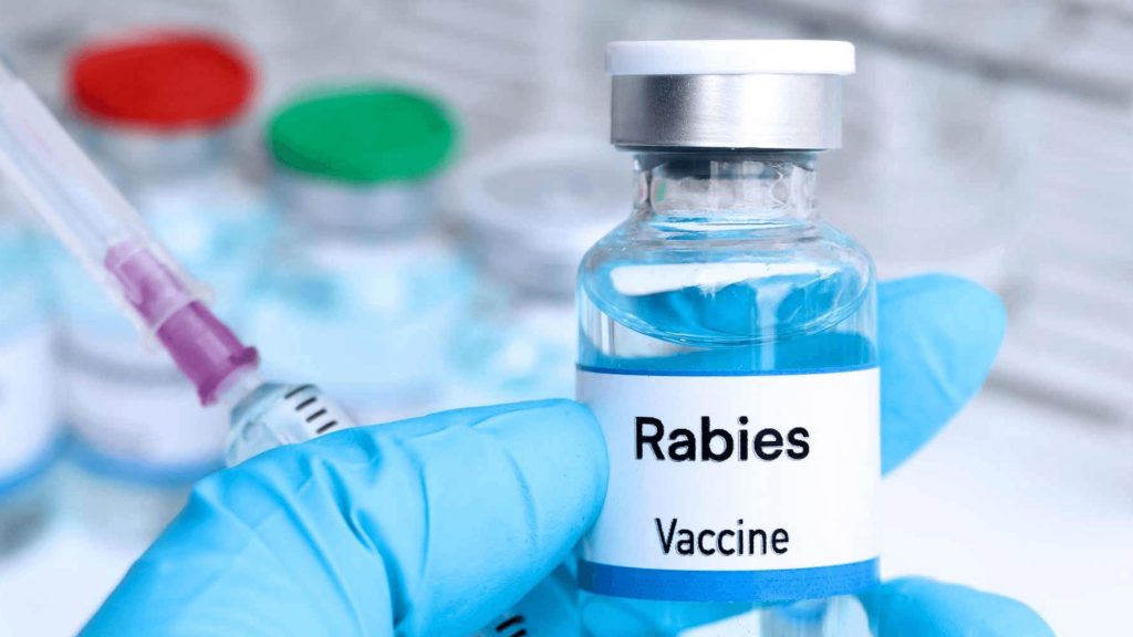 ফরিদপুরে কুকুর–বিড়ালের কামড়ে আতঙ্ক, মিলছে না এন্টিরেবিস ভ্যাকসিন