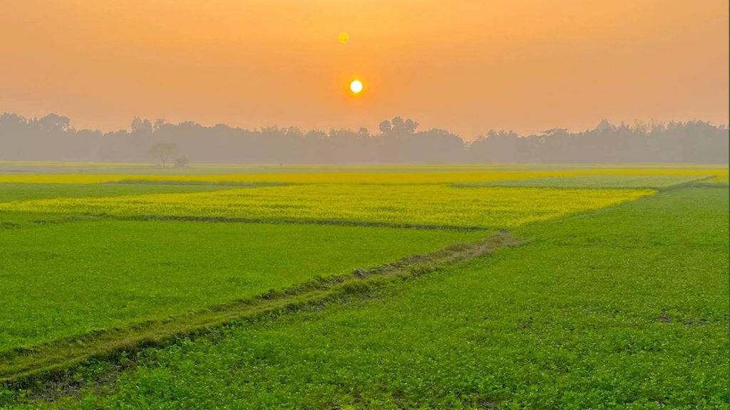 ভোরের আলোয় সবুজ গ্রামবাংলা, আশা আর জীবনের প্রতিচ্ছবি