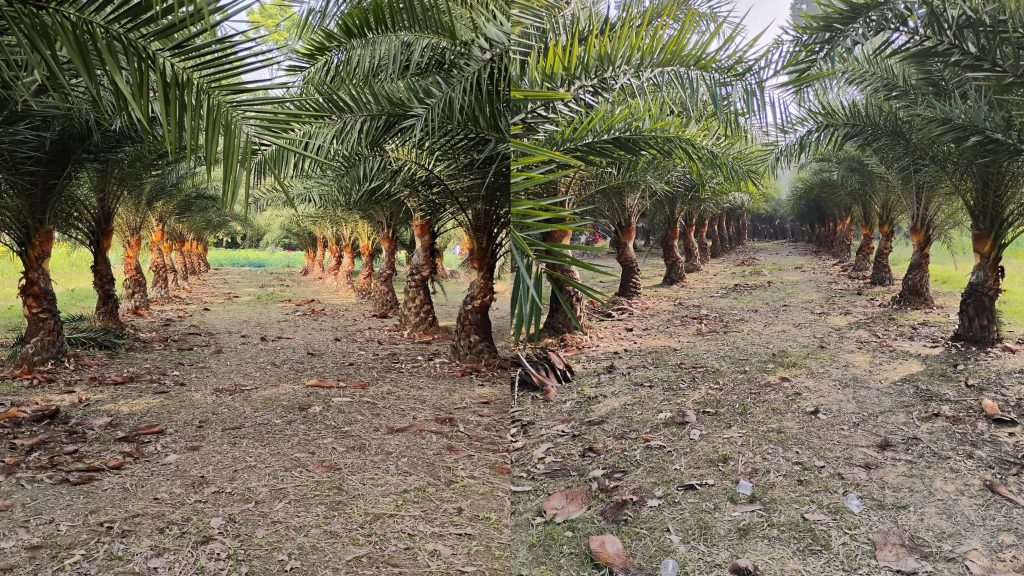 ফরিদপুরে কমছে খেজুরগাছ, দুষ্প্রাপ্য হয়ে যাচ্ছে রস