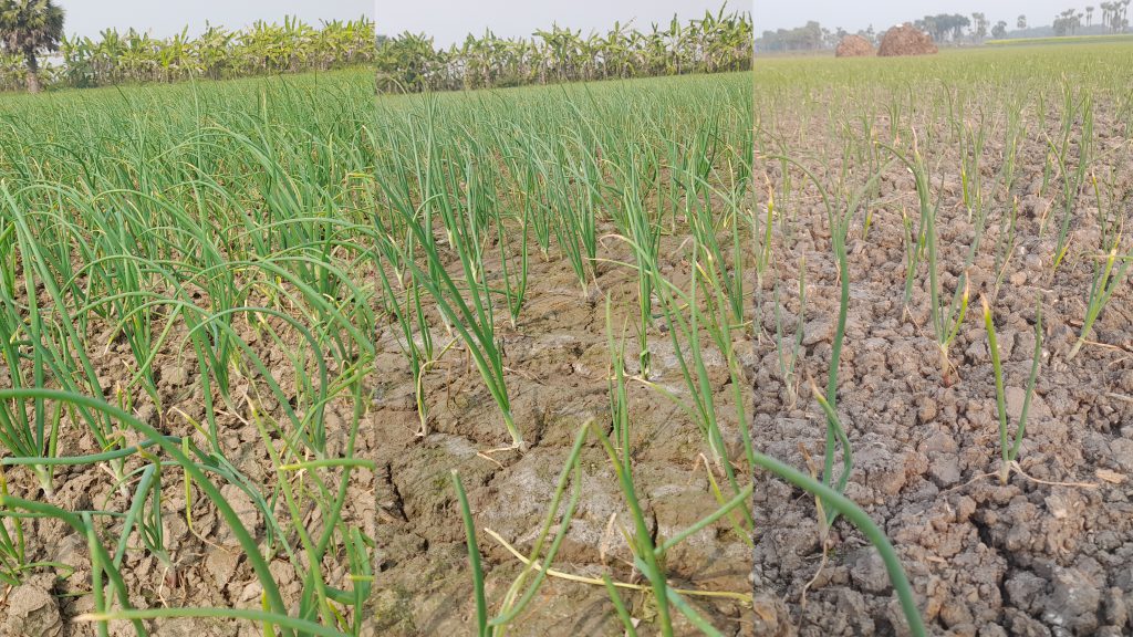 ফরিদপুরের মাঠে মাঠে হালির পেঁয়াজ : স্বপ্ন দেখছেন চাষিরা