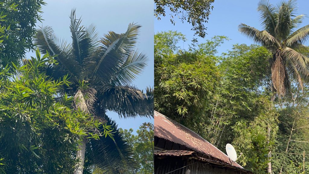 ফরিদপুরে হেলে থাকা নারকেল গাছ আতঙ্ক, ঝড়-বৃষ্টিতে মৃত্যুভয়ে দুটি পরিবার