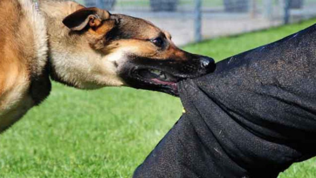 সদরপুরে পাগলা কুকুরের তাণ্ডব, শিশুসহ ৯ জন আহত