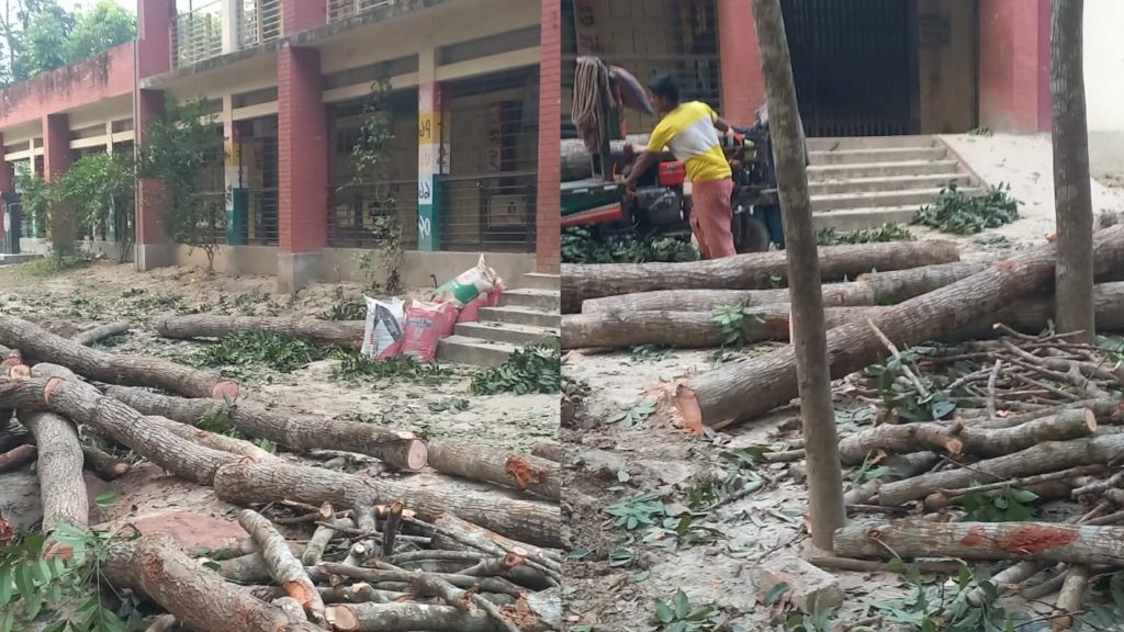 সালথায় সরকারি প্রাথমিক বিদ্যালয় চত্বরে মেহগনি গাছ কাটার অভিযোগ ইউপি সদস্যের বিরুদ্ধে