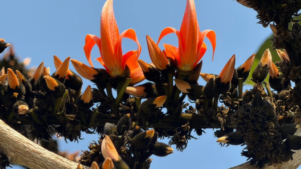 ফাগুনের রঙে নতুন অধ্যায়: ভিন্ন আবহে বসন্তবরণ, তবুও প্রাণে উচ্ছ্বাস 🌼