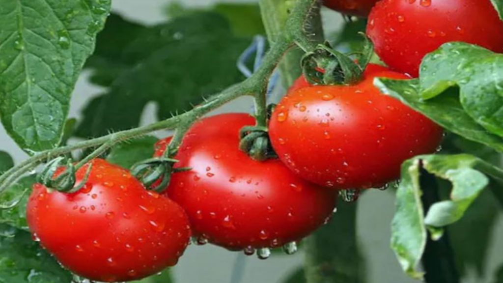 টমেটোতে ত্বকের যত্ন, যেভাবে ফিরবে প্রাকৃতিক উজ্জ্বলতা?