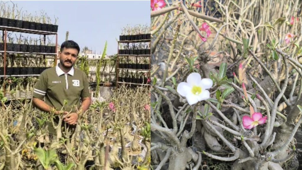 ফরিদপুরে ছাদেই স্বপ্নের বাগান, মরুর গোলাপে সাফল্য