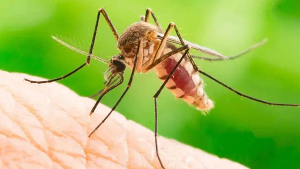 কয়েল বা স্প্রে ছাড়াই ঘরোয়া উপায়েই যেভাবে তাড়াবেন মশা?