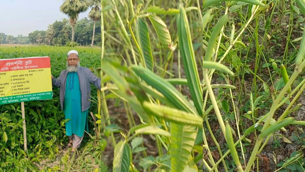 সালথায় পাটবীজ উৎপাদনে সাফল্যের নতুন দিগন্ত, কৃষকের মুখে হাসি