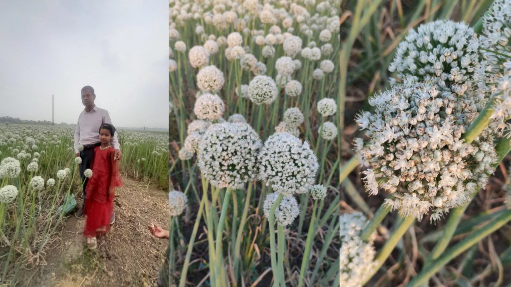 সালথায় হাইব্রিড পেঁয়াজের দানায় ভাগ্য বদল, হাইস্কুল শিক্ষক এখন সফল উদ্যোক্তা